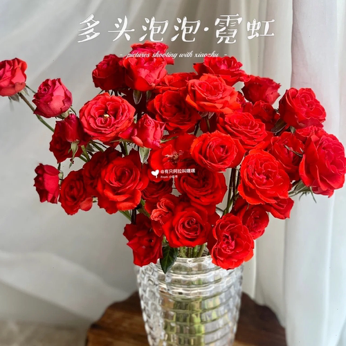 霓虹泡泡玫瑰-高等级/全场1单包邮送货上门/满2单升级顺丰包邮