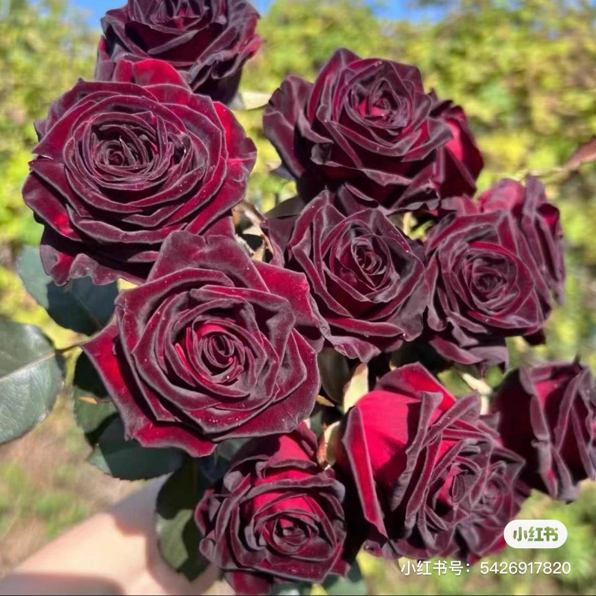 黑巴克玫瑰-高等级玫瑰/全场1单包邮送货上门/满2单升级顺丰包邮