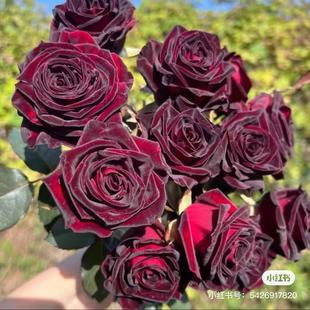 高等级玫瑰 满2单升级顺丰 全场1单 送货上门 包邮 黑巴克玫瑰