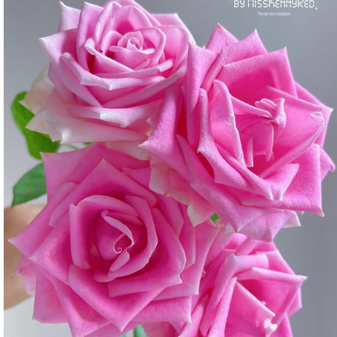 玛丽亚玫瑰-高等级玫瑰/全场1单包邮送货上门/满2单升级顺丰包邮