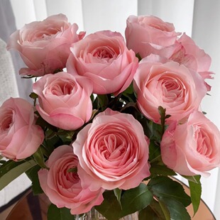 凯瑟琳玫瑰-高等级玫瑰/全场1单包邮送货上门/满2单升级顺丰包邮