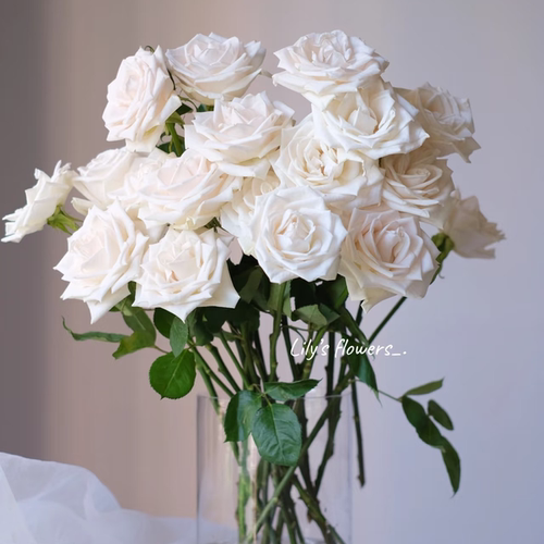 芬德拉玫瑰-高等级玫瑰/全场1单包邮送货上门/满2单升级顺丰包邮