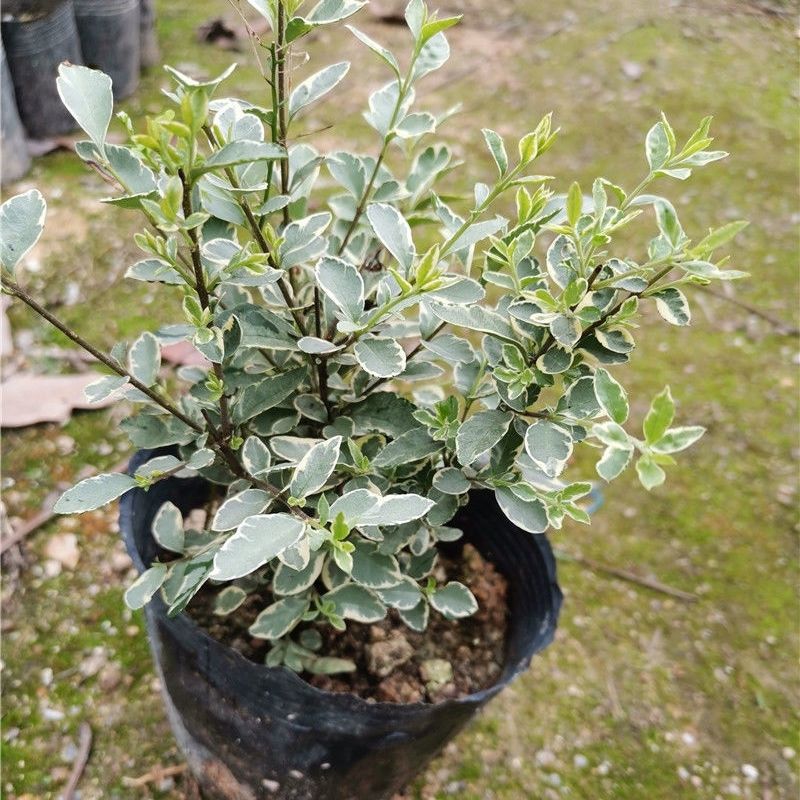 买一送一银姬小蜡花叶女贞金姬小蜡苗花境绿化耐寒植物银叶六月雪