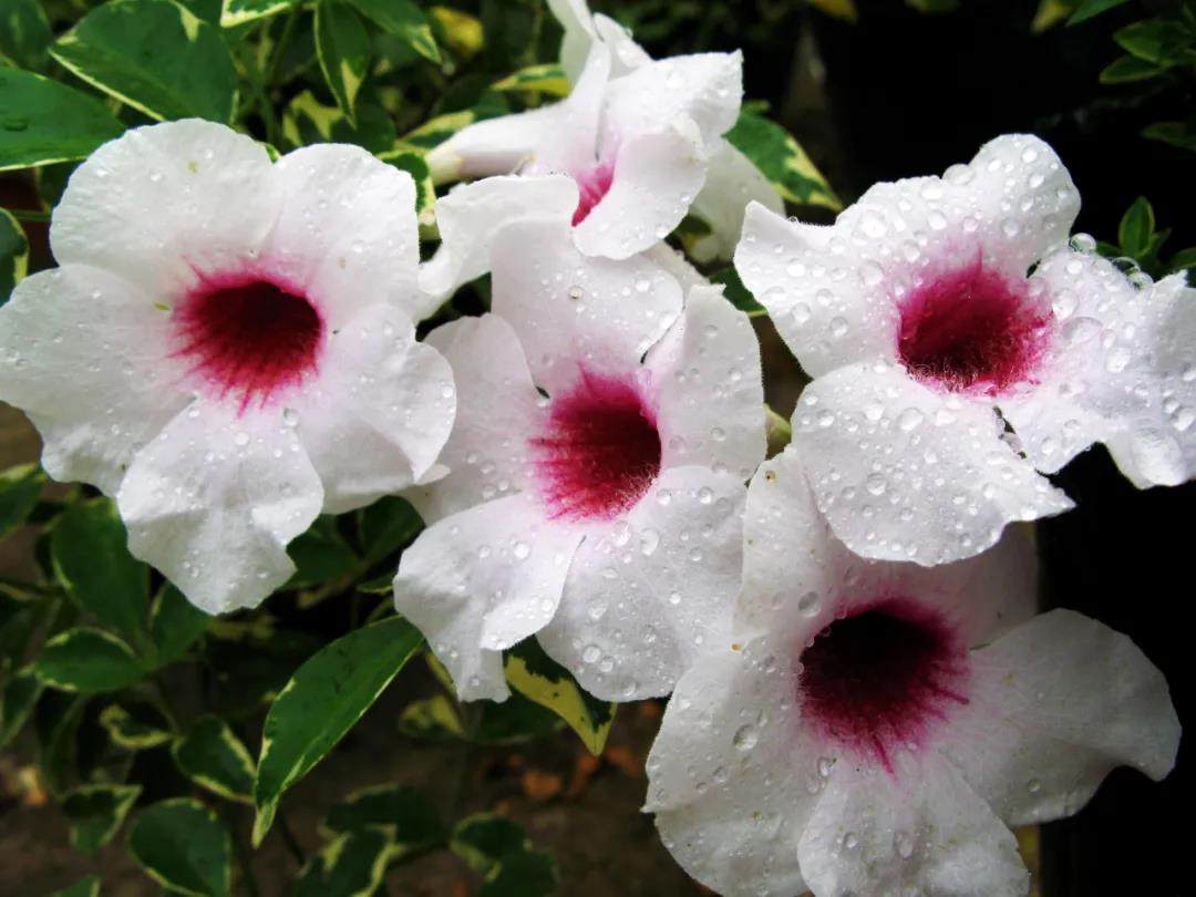 斑叶粉花凌霄攀援爬藤花柱阳台花叶常绿花卉 花叶凌霄室外相思藤