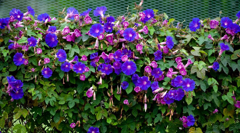 英国宿根牵牛 爬藤植物 耐寒耐热 变色喇叭花 多年生拱门阳台花园