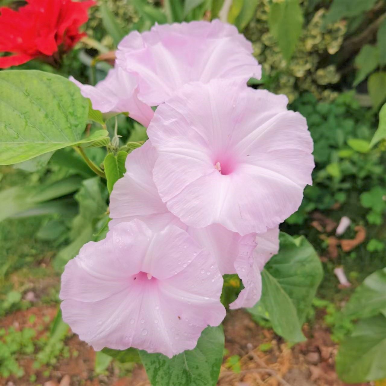 树牵牛 木牵牛 木本南美旋花 多年生四季开花 耐寒耐热