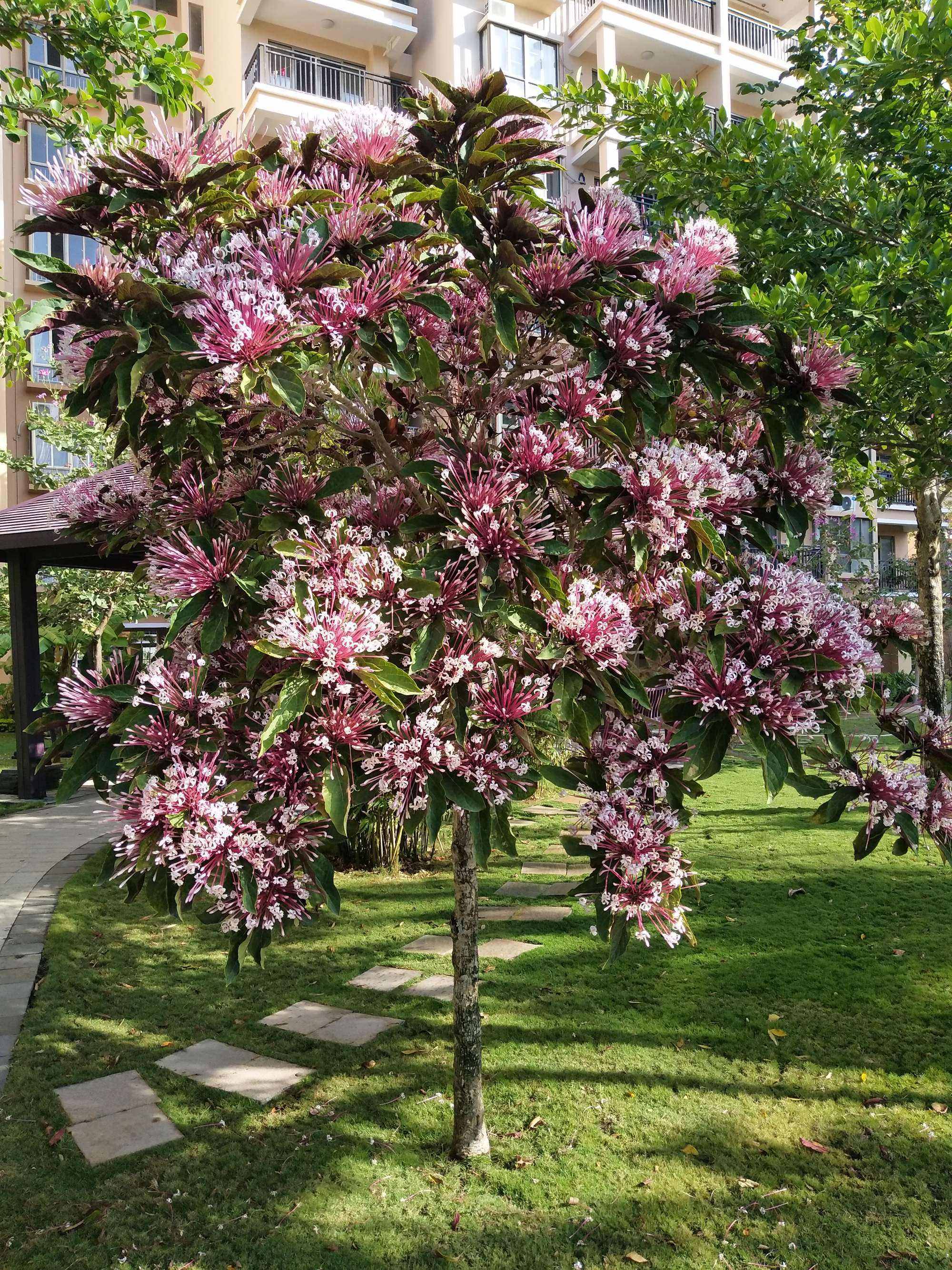 烟火树 烟花树 星烁山茉莉 火树银花 奇花异草 庭院别墅阳台盆栽