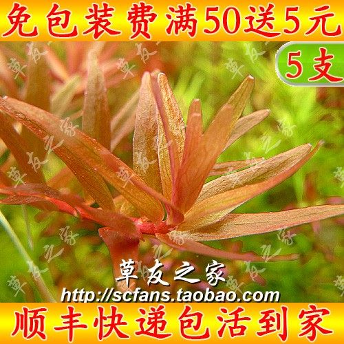 鱼缸水草造景水族箱真水草水中叶宫廷草 正宗粉红宫廷 中景后景草