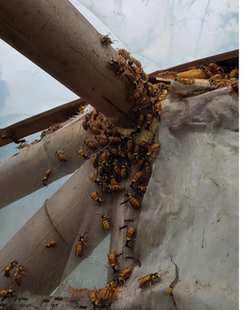 胡蜂3d木质3孔蜂巢 黄脚黑盾蜂王 红娘金环黑尾黑盾黄脚人工蜂巢