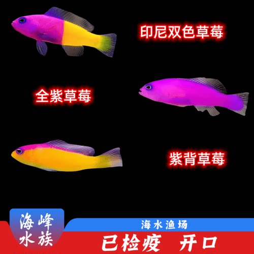 印尼双色虾虎适合活体小型鱼