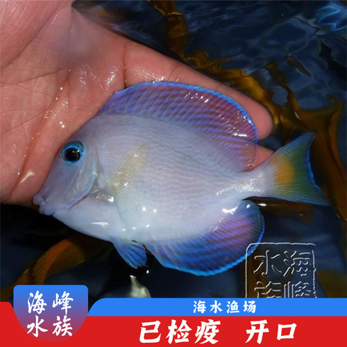 吊类吊类活体珊瑚缸小丑鱼