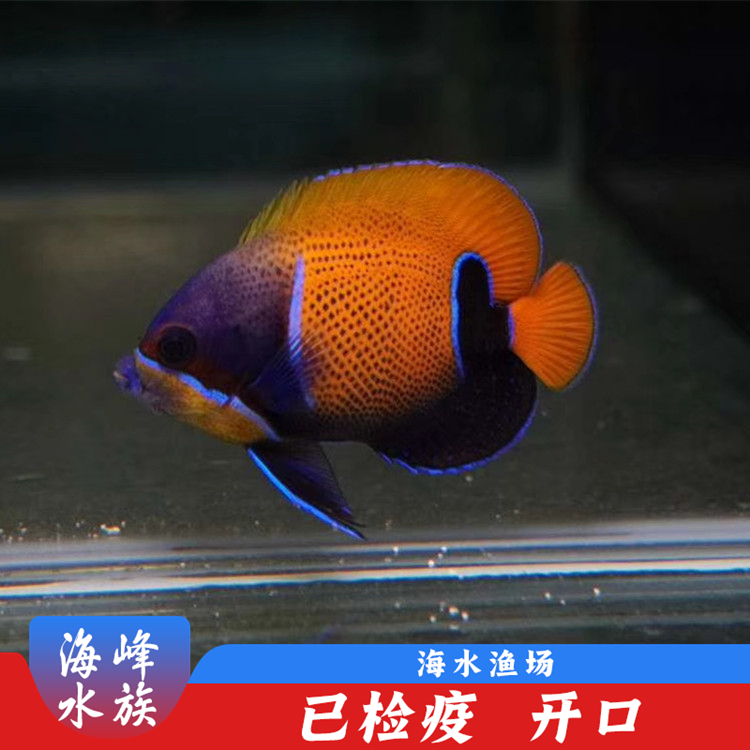 马鞍神仙 入门级大型神仙鱼 海水鱼活体珊瑚小丑鱼观赏鱼海峰水族