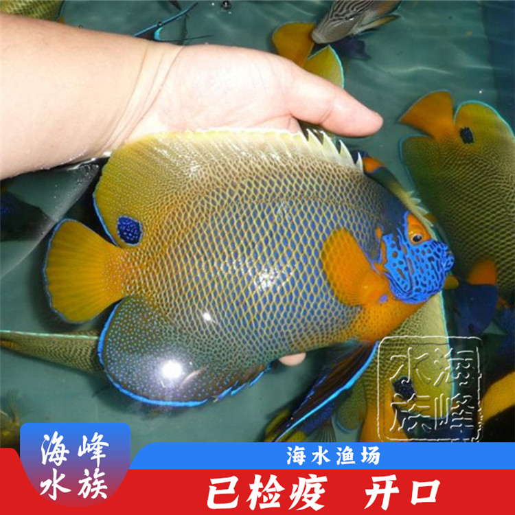 蓝面神仙 海水鱼活体珊瑚小丑鱼观赏鱼海峰水族 大型神仙类