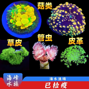 荧光绿草皮纽扣皮革泡泡菇类闪千手硬管虫麦穗珊瑚活体海缸生物