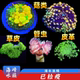 荧光绿草皮纽扣皮革泡泡菇类闪千手硬管虫麦穗珊瑚活体海缸生物