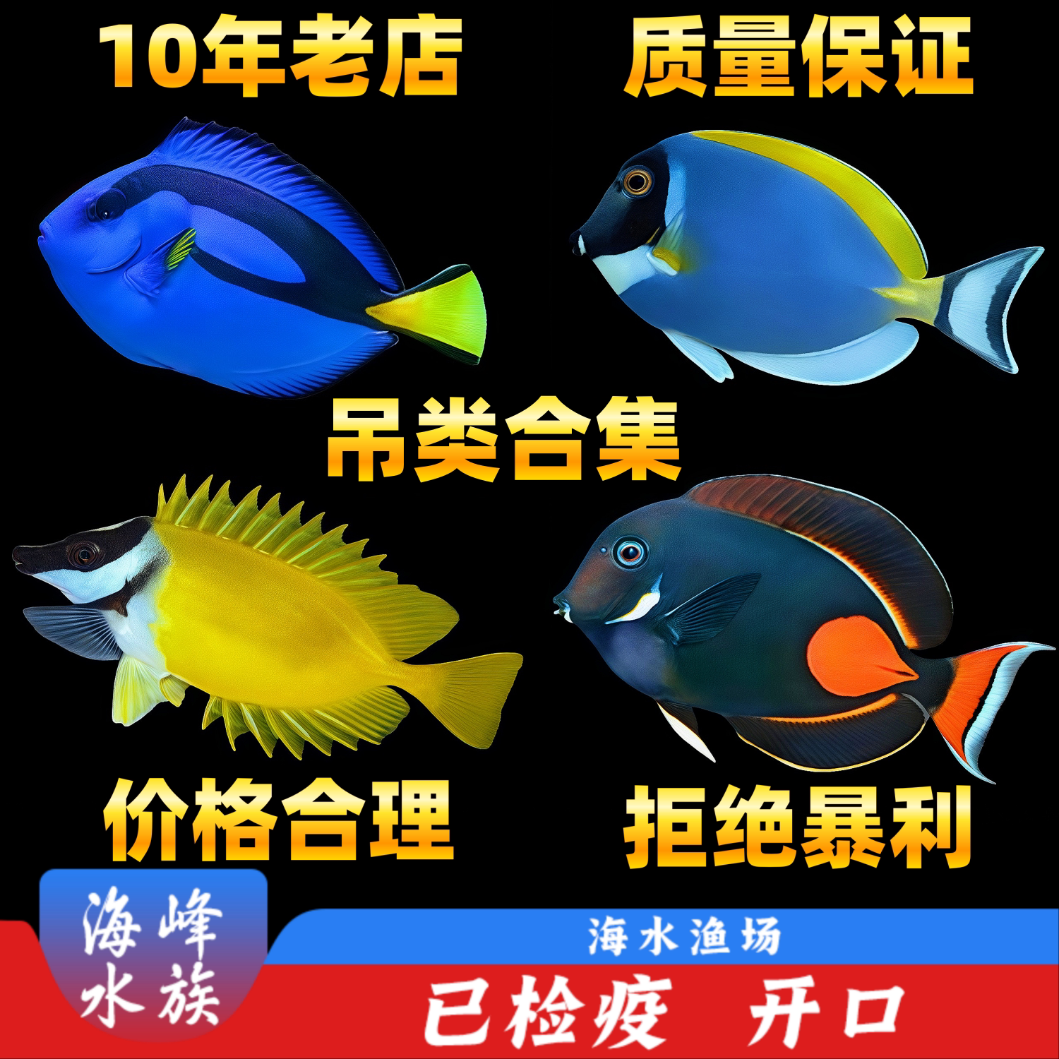 蓝吊鱼蓝吊海水鱼海鱼观赏鱼小丑鱼七彩大帆黄狐狸粉蓝吊类合集