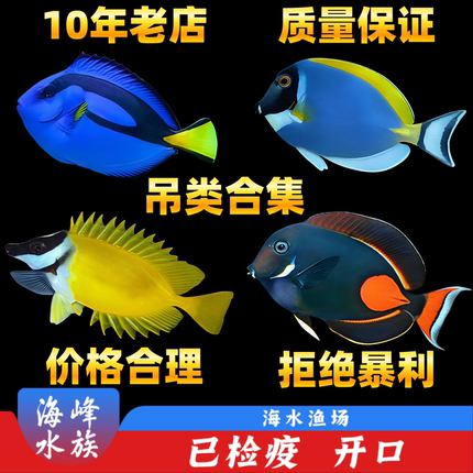 蓝吊鱼蓝吊海水鱼海鱼观赏鱼小丑鱼七彩大帆黄狐狸粉蓝吊类合集