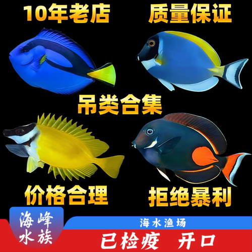 蓝吊鱼蓝吊海水鱼观赏鱼小丑鱼