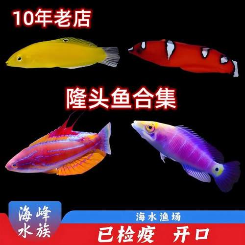 红龙黄龙六线龙海水观赏鱼活体