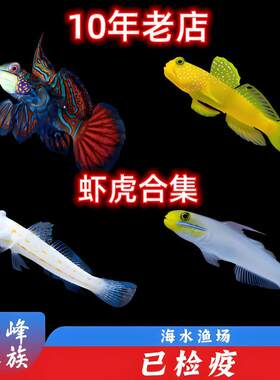 黄金虾虎吓唬适合活体海峰小型鱼