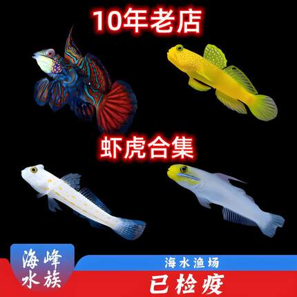 钻石哨兵黄金虾虎小丑西瓜刨医生五彩请问合集海水鱼活体观赏鱼