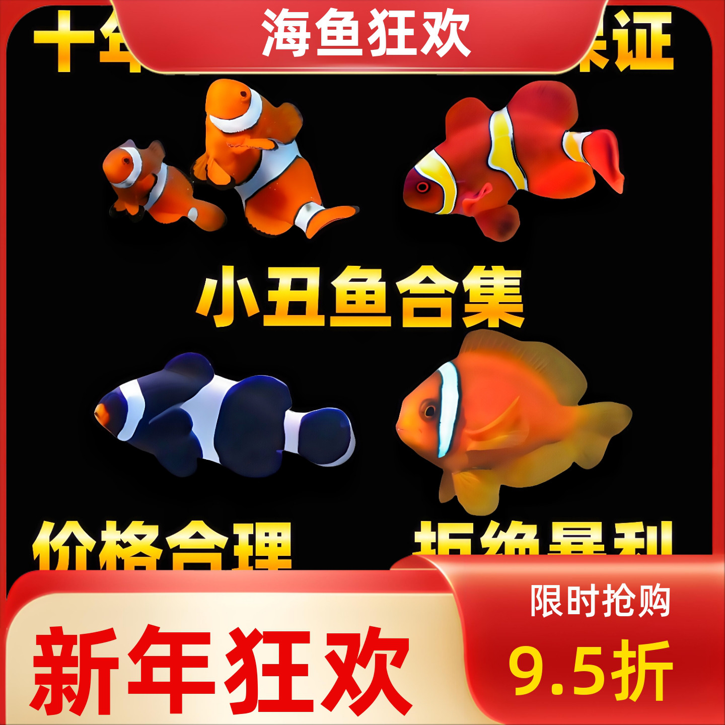 8年老店公子红黑毕加索小丑鱼