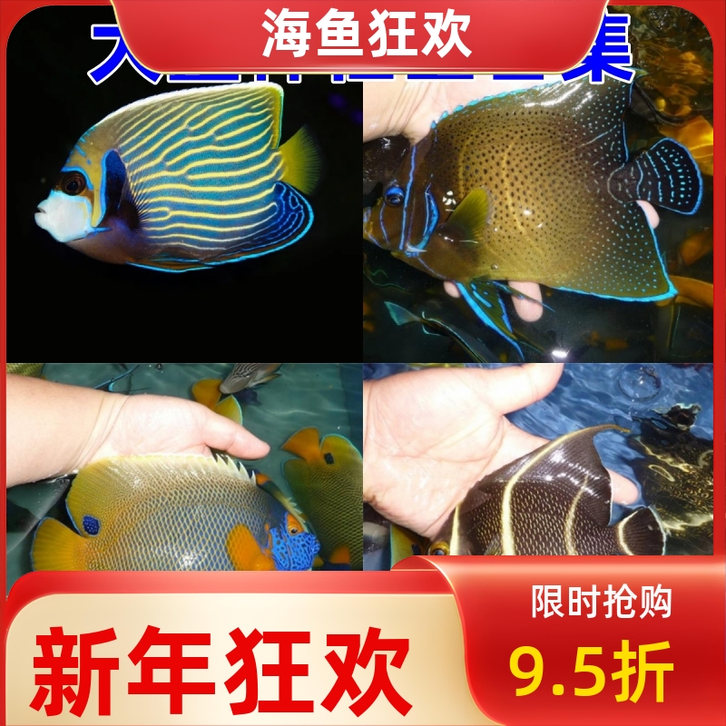 大型神仙鱼合集皇后蓝面蓝嘴金毛巾女王法仙海水鱼活体珊瑚小丑鱼