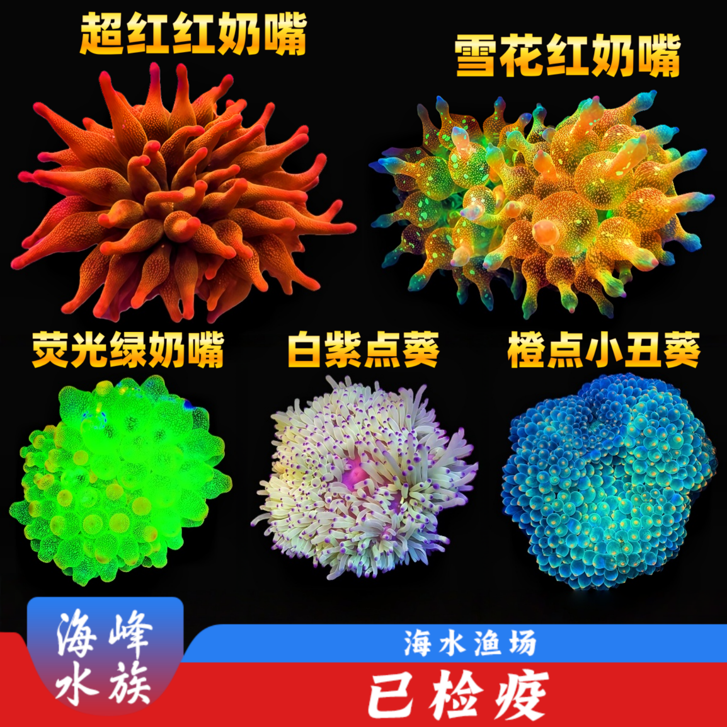 红奶嘴绿奶嘴海葵小丑鱼共生地毯白紫点葵红肚葵海水鱼缸珊瑚活体