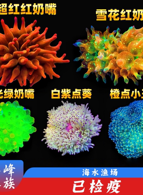 红奶嘴绿奶嘴海葵白紫点葵珊瑚