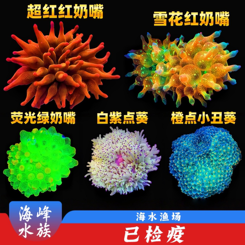 红奶嘴绿奶嘴海葵白紫点葵珊瑚