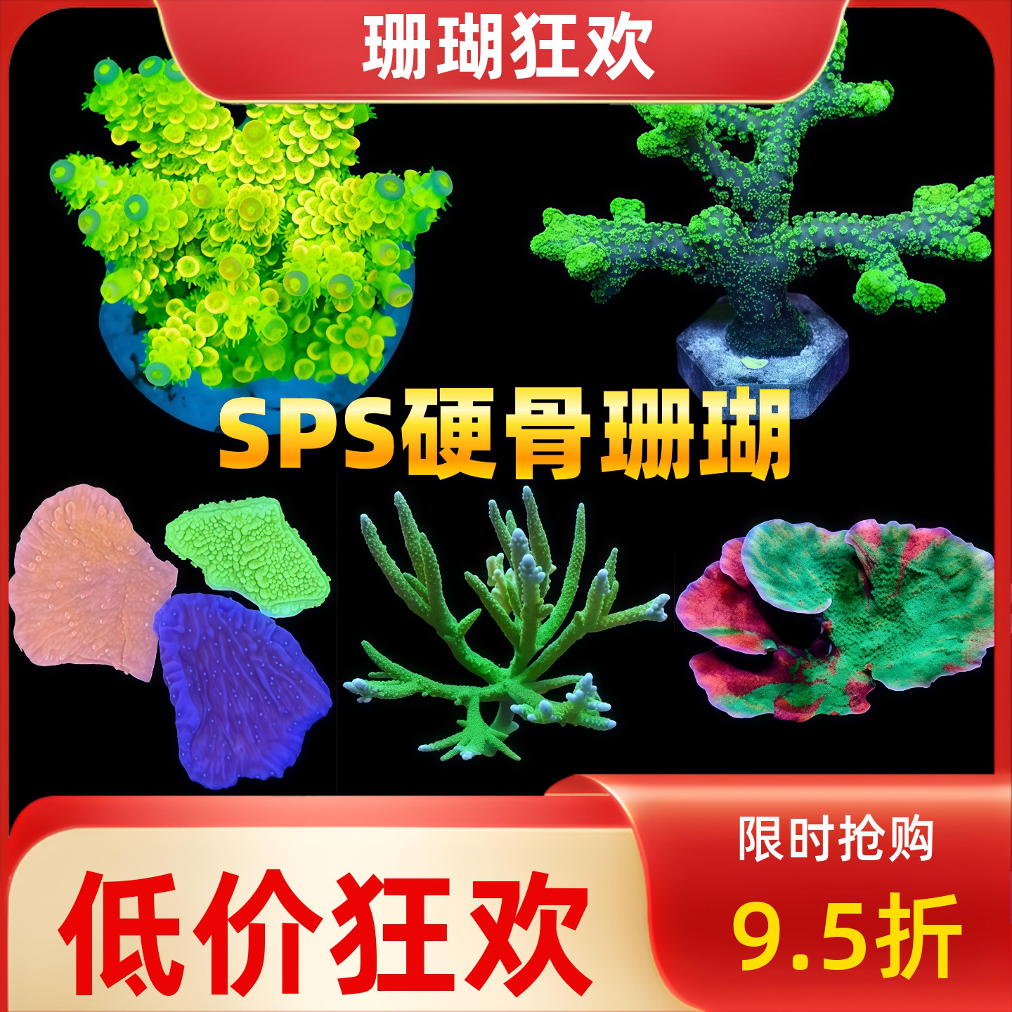 SPS硬骨珊瑚瓦片类 海水鱼活体 观赏鱼 珊瑚 小丑鱼 缸 海峰水族
