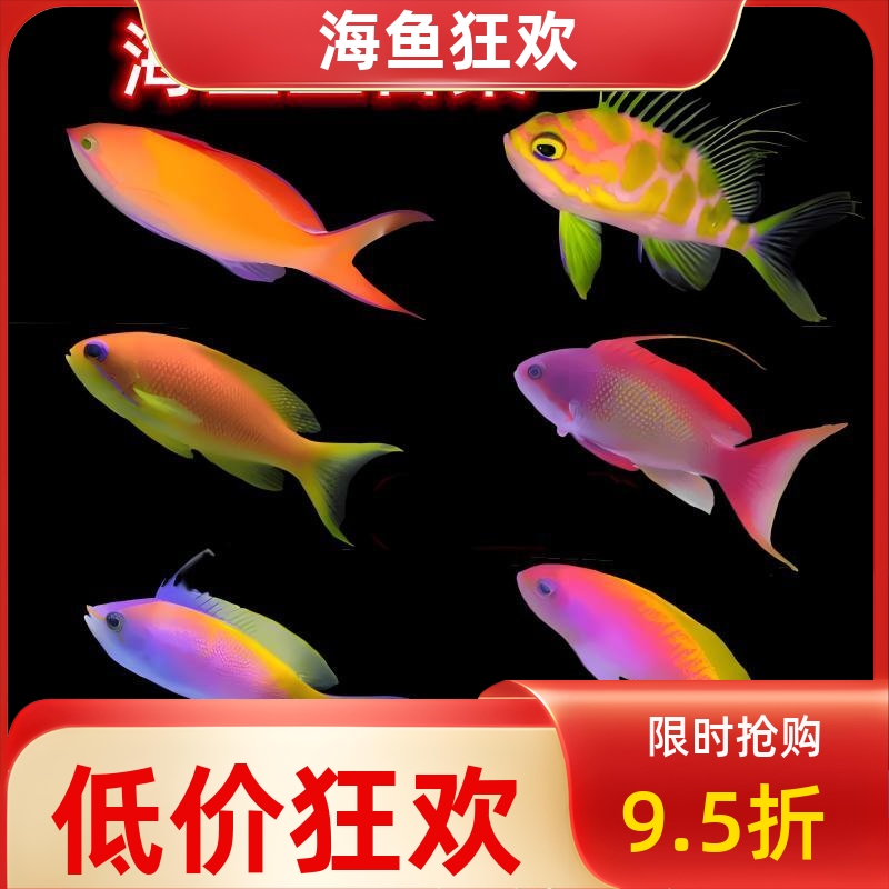 海金鱼合集紫罗兰马代蓝眼宝石紫后双斑夏威夷樱花海水鱼活体观赏