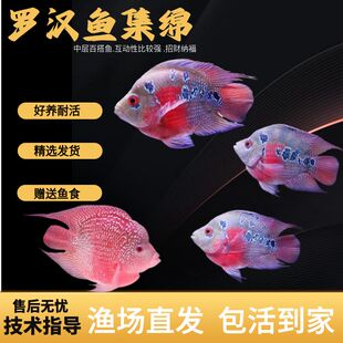 中大型鱼麒麟罗汉鱼热带鱼观赏鱼麒麟鹦鹉鱼