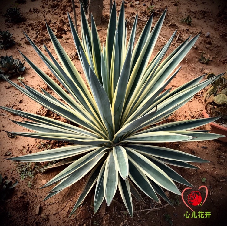 心儿花开园艺场 金边剑麻 黄复轮锦 龙舌兰剑麻的新品种多肉植物