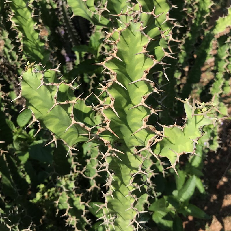 心儿花开园艺 春驹euphorbia pseudocactus 大戟科丛生型多肉植物