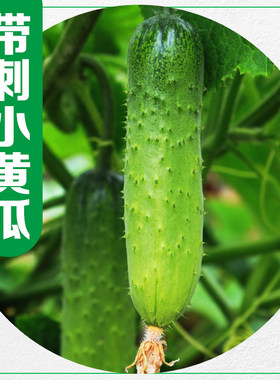 旱黄瓜每天现摘新鲜发货露天