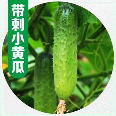 旱黄瓜每天现摘新鲜发货露天