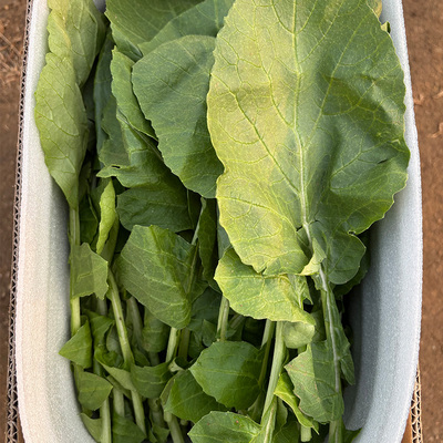 新鲜嫩青年萝卜叶子白萝卜菜萝卜梗3斤装小伙子萝卜缨子