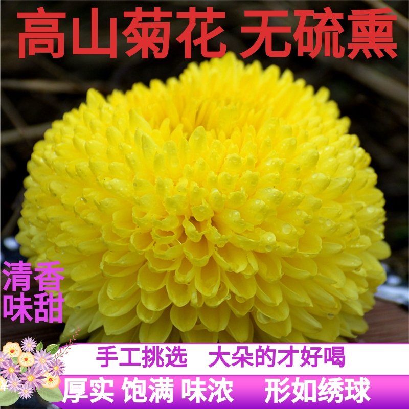 特大朵金丝婺源皇菊一朵一杯大黄菊花叶花草白菊枸杞金银花