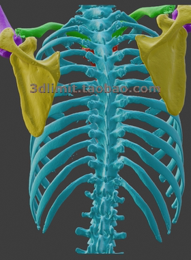 3D打印扫描DICOM nii dcm CT医学数据转换模型彩色obj gltf fbx