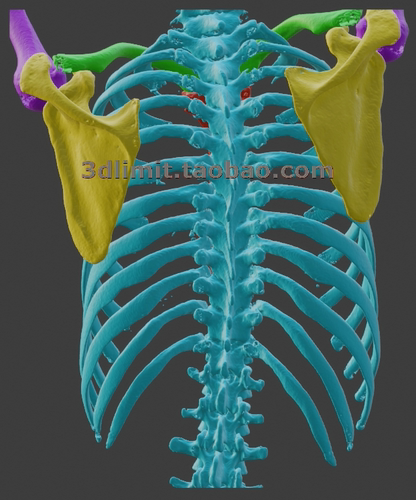 3D打印扫描DICOM nii dcm CT医学数据转换模型彩色obj gltf fbx
