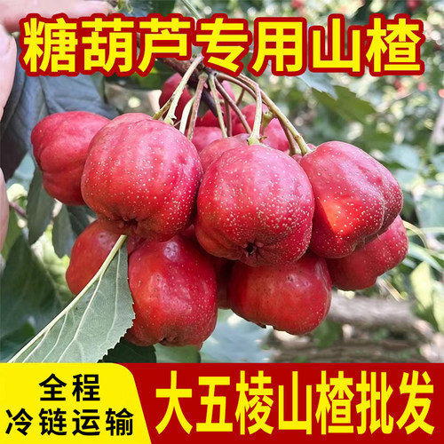 山楂批发糖葫芦专用大五棱山楂果全年供货冷链运输
