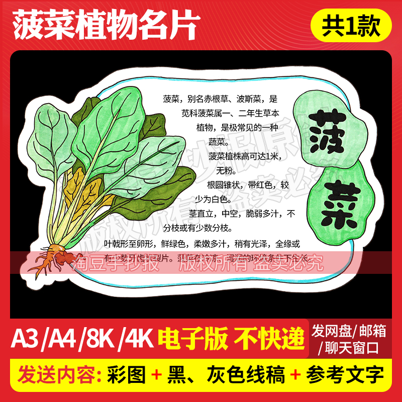 菠菜蔬菜植物记录卡手抄报电子版模板自然笔记观察异形卡线稿959