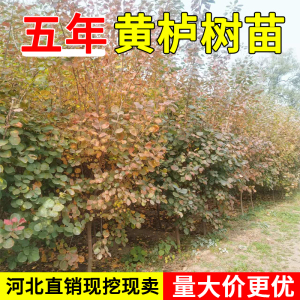 自家园林2-7公分红叶黄栌行道树