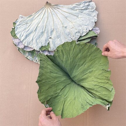 江西整张干荷叶糯米鸡专用中药材小荷叶片食用荷叶茶粽叶蒸笼垫片
