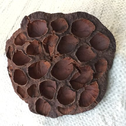 天然干莲蓬孕妇祛胎毒中药莲蓬干花老莲蓬莲房风干莲蓬带籽下火茶
