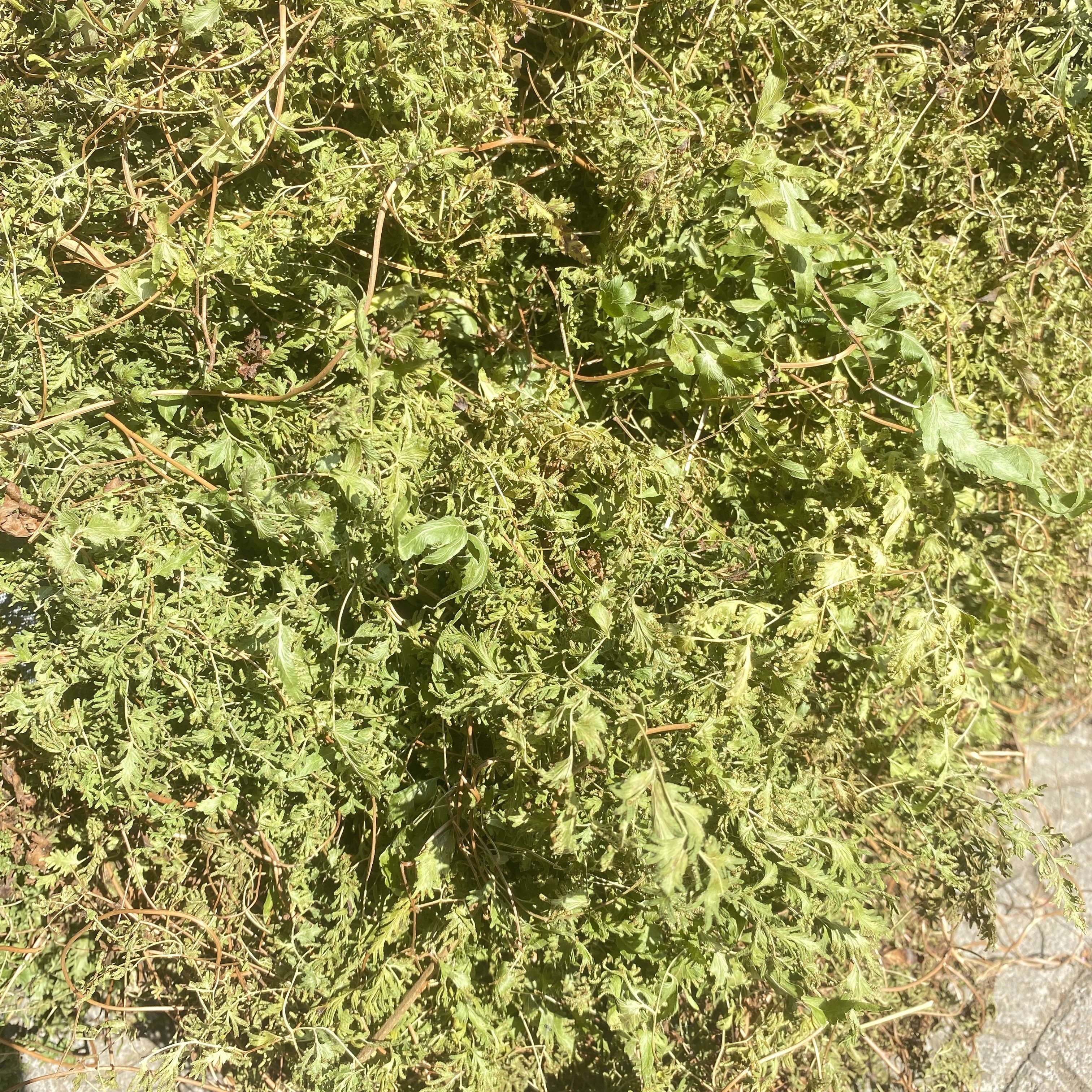 农家自晒野生海金沙藤中药材新鲜海金沙藤草化石排石排化结石茶