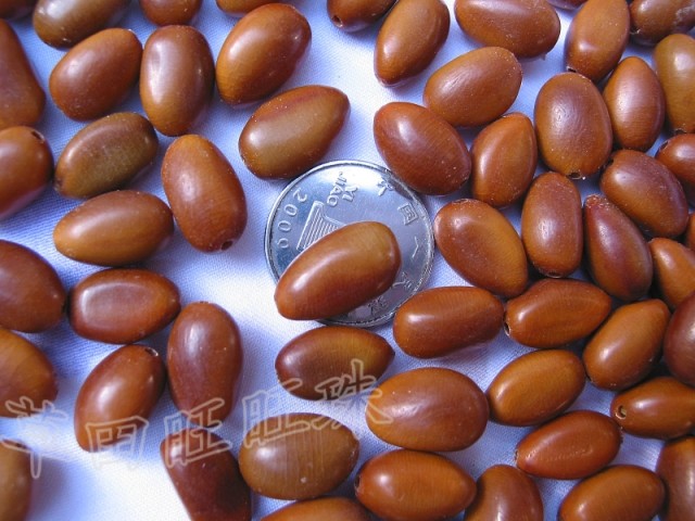 原籽富贵子金莲籽散珠菩提籽种