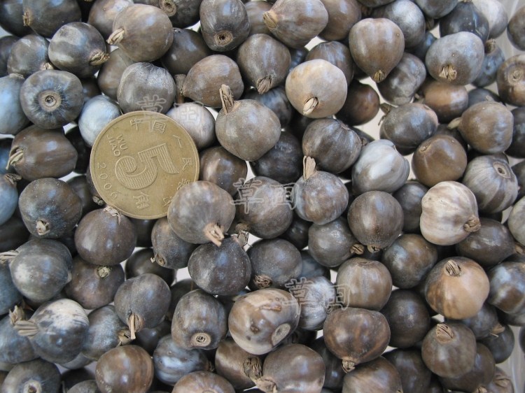 diy原籽草珠子散珠菩提籽种特价