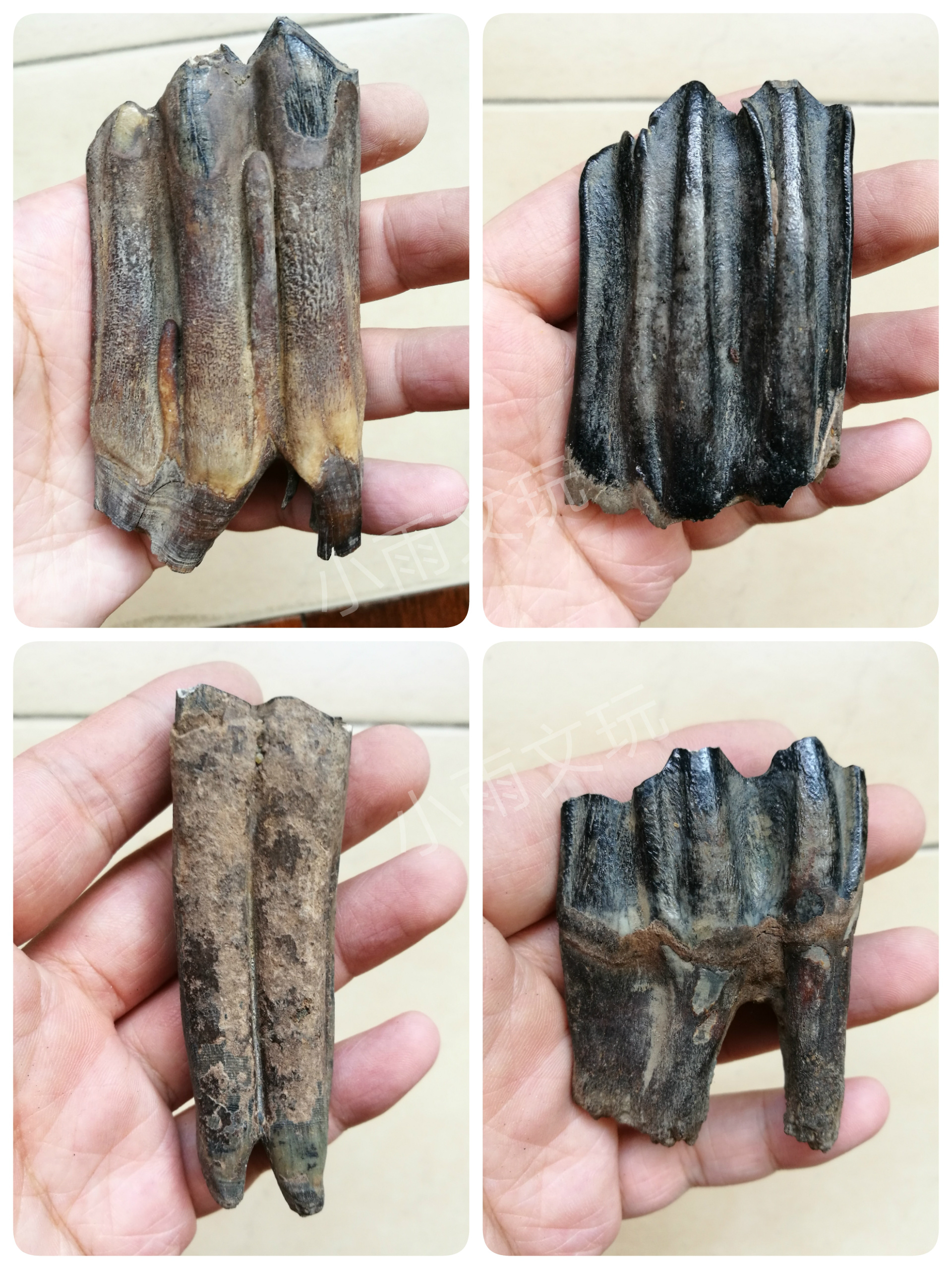 黑龙江动物牙齿标本摆件